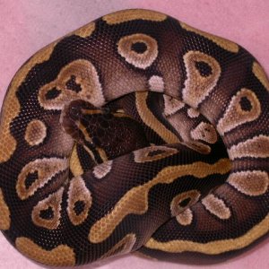 male mojave