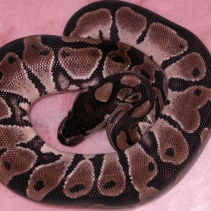 male axanthic