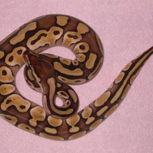 female lesser platinum