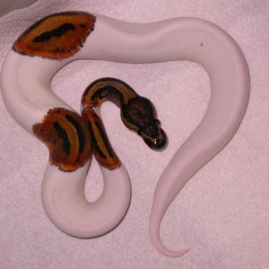 male piebald