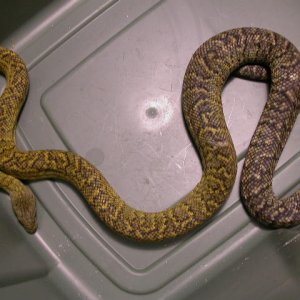 Gravid Jamaican boa
