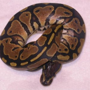 female het piebald