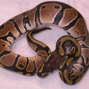 male het piebald