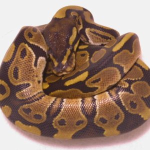 female het piebald
