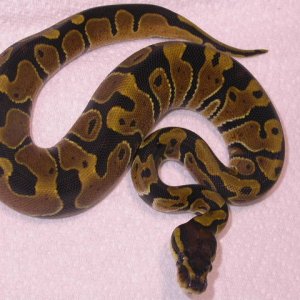 female het albino