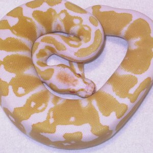 female albino