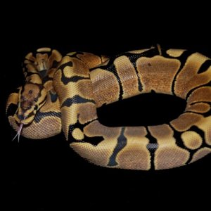 Our Woma girl