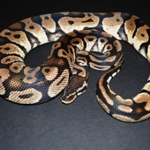 Our Bell Line Pastel Male