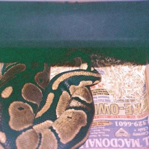 Romeo & Juliet mating