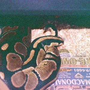 Romeo & Juliet mating