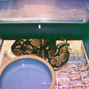 Romeo & Juliet mating