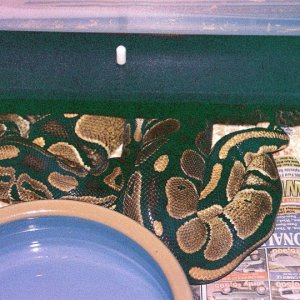 Romeo & Juliet mating
