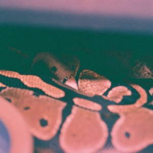 Romeo & Juliet mating