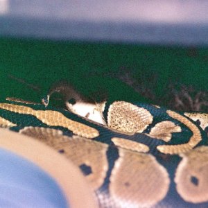 Romeo & Juliet mating