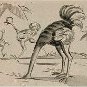 ostrich