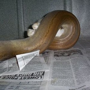 Patternless Rock Male3