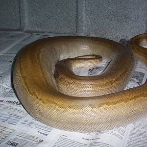 Patternless Rock Male6