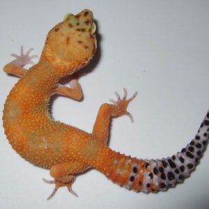 Tangerine
