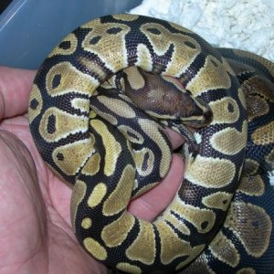 yellow1