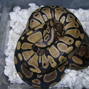 yellow2