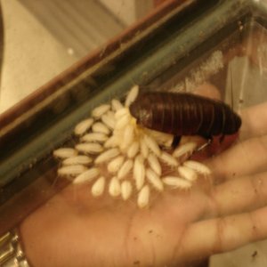 One of our Hissers with babies 'hatching/being born'
