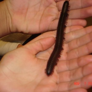 One of our 3 African Giant Millies