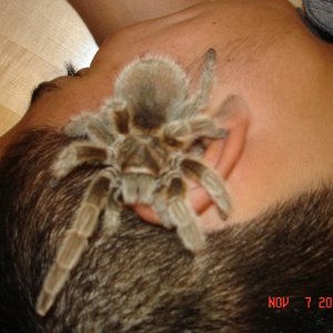 Xena, our RoseHair T on a student's ear