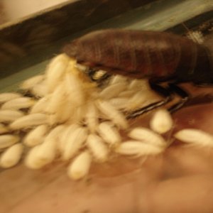 Close-up of false-live-birth of one of our Hissers!