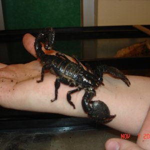One of our Emporer Scorpions!