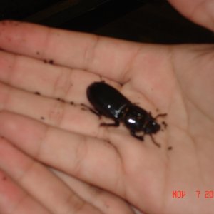 One of our Bess Beetles!