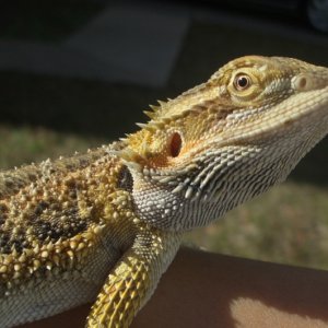 SPOC SUN BATHING