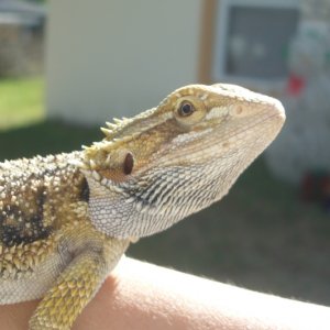 Spoc Another close-up