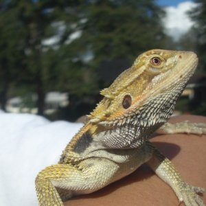 Spoc posing
