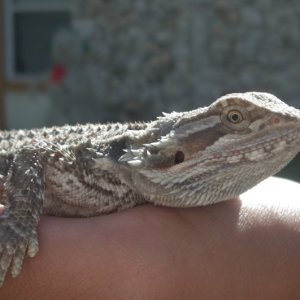 Aurora Sun Bathing
