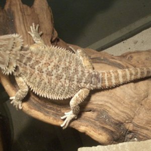 Aurora Basking