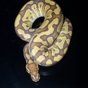 caramel