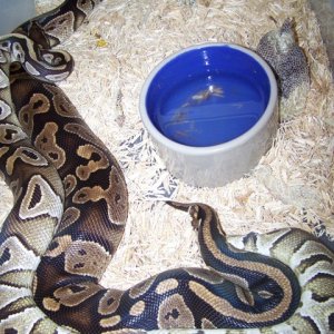 mojave and NF3