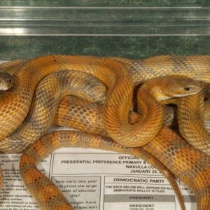 Caramel Blood Red Corns