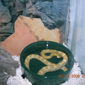 Butter Corn