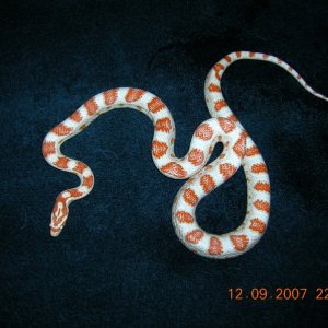 Candy Cane Corn