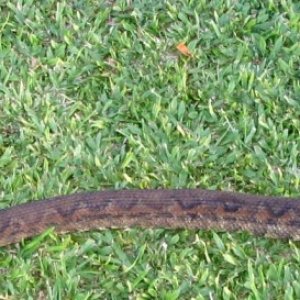 Wild Fijian brown adult