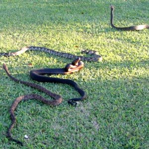 Four wild Fijian boas
