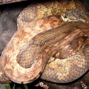 Three wild caught Fiji boas