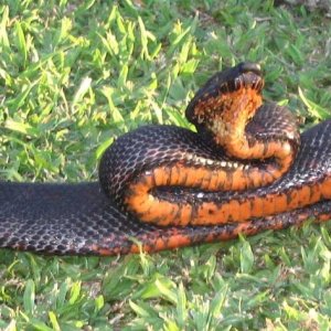 Wild Fiji boa black morph