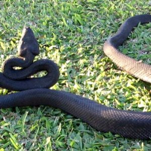 Wild Fiji black boa in cobra stance