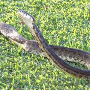 Wild Fiji grey boa in cobra stance