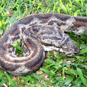 Wild Fiji Boa grey morph