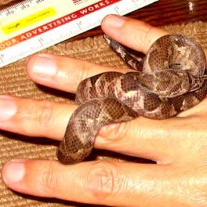 Year old Fiji boa in Fiji