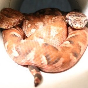 Double header Fiji boas