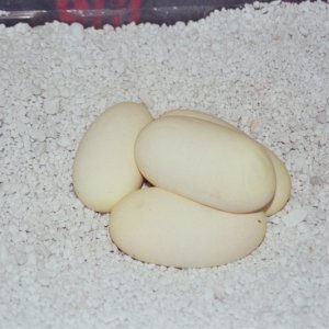 Juliets eggs